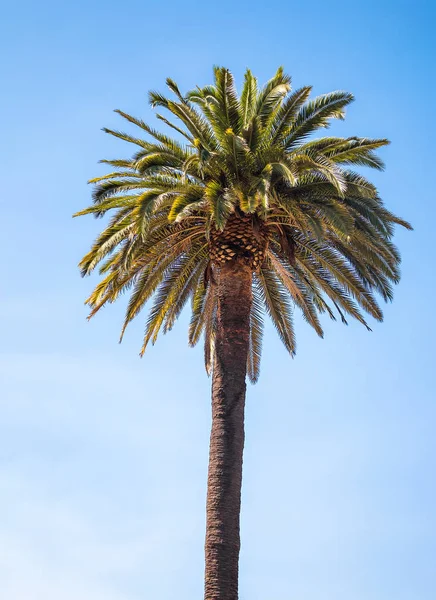 Palma tropicale sullo sfondo del cielo — Foto Stock