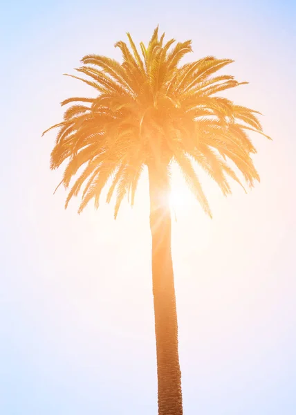 Palmera tropical en el blanco — Foto de Stock