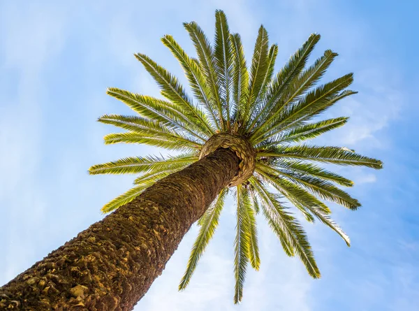 Palma e céu — Fotografia de Stock