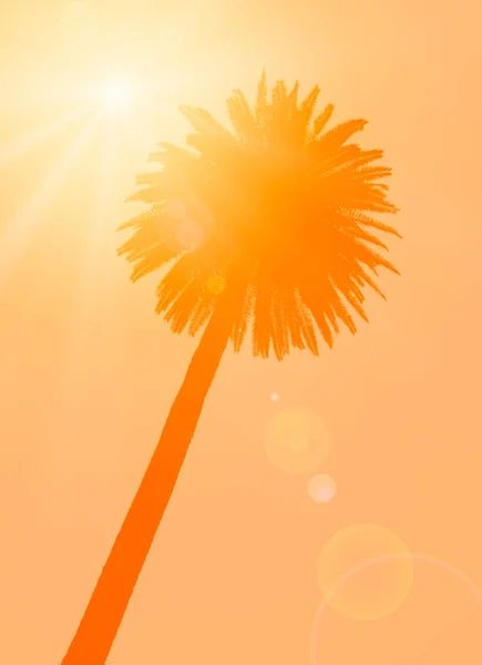 Palma y sol — Foto de Stock