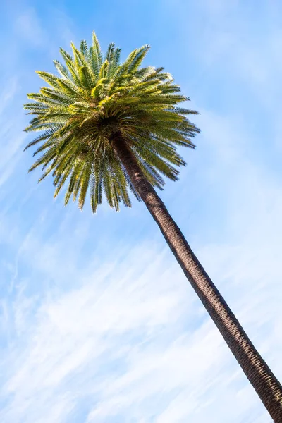 Пальма и небо — стоковое фото