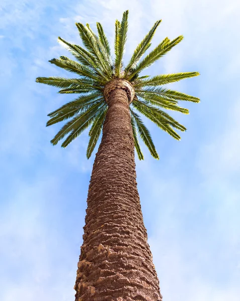 Пальма и небо — стоковое фото