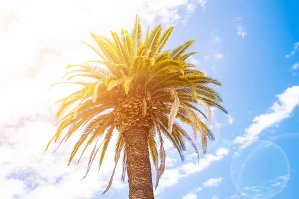 Palma y sol — Foto de Stock