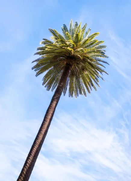 Palmo e cielo — Foto Stock