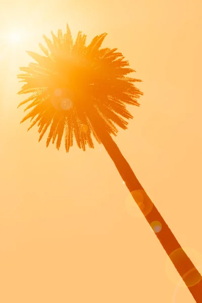 Palma e sol — Fotografia de Stock