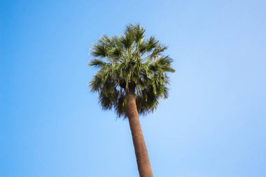 Fan palmiye ağacı üzerinde mavi