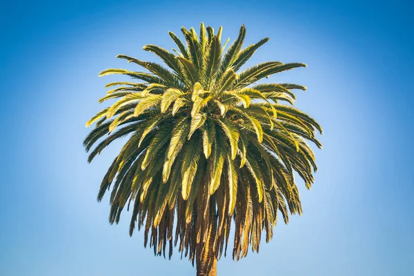 Groene Palm Blauwe Lucht Achtergrond — Stockfoto