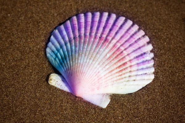 Scallop Mollusco Conchiglia Oceanica Alla Sabbia Marrone — Foto Stock