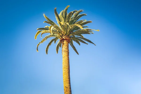 Mavi Gökyüzü Arka Planında Yeşil Palmiye — Stok fotoğraf