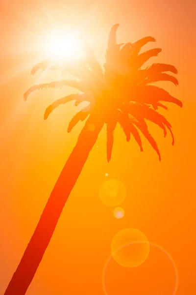 Oranje Silhouet Van Palm Met Kunstmatige Zon — Stockfoto