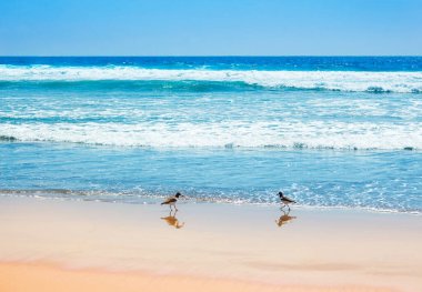 Amerikan istiridye avcılarıyla Pasifik Okyanusunun güzel dalgaları