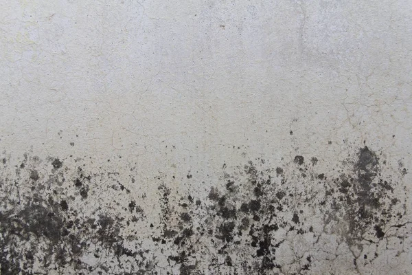 Worn wall texture with mold and moisture