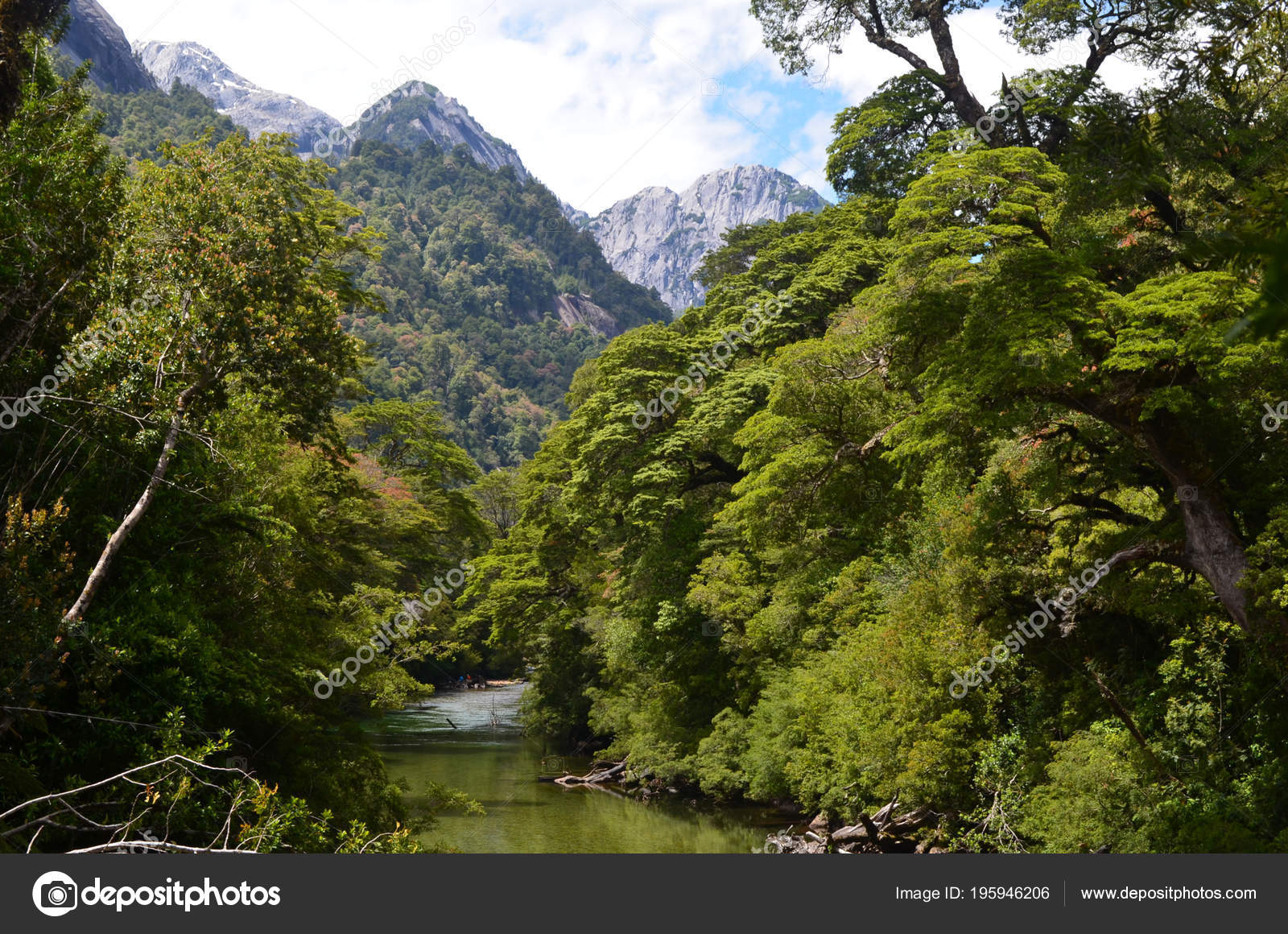 Plants Flowers Valdivian Temperate Rainforests Southern Chile Chilean Patagonia Valdivian Stock Photo By C Juanvilata Gmail Com 195946206