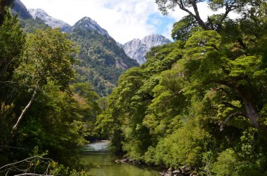 Bitki ve çiçek güney Şili (Şili Patagonya) Valdivian ılıman yağmur ormanları. Valdivian ılıman orman Güney Güney Amerika ve böylece Batı çoğunlukla Şili'bulunan Andes aralığına Batı kıyısında bir tehlike olduğunu.