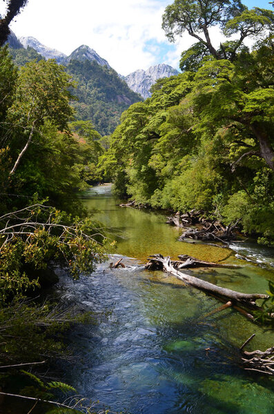 Plants and flowers of the Valdivian temperate rainforests in southern Chile (Chilean Patagonia). The Valdivian temperate forest is an ecoregion on the west coast of southern South America, and thus west to the Andes range, located mostly in Chile.