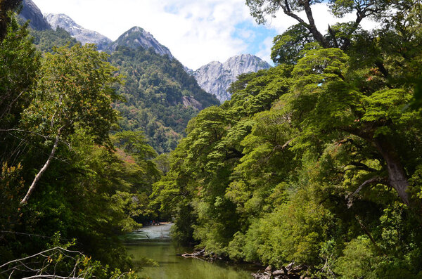 Plants and flowers of the Valdivian temperate rainforests in southern Chile (Chilean Patagonia). The Valdivian temperate forest is an ecoregion on the west coast of southern South America, and thus west to the Andes range, located mostly in Chile.