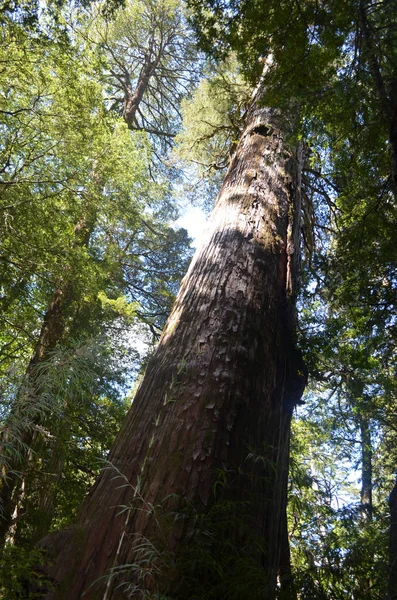 Pflanzen Und Blüten Der Valdivianischen Gemäßigten Regenwälder Südchile Chilenisches Patagonien — Stockfoto