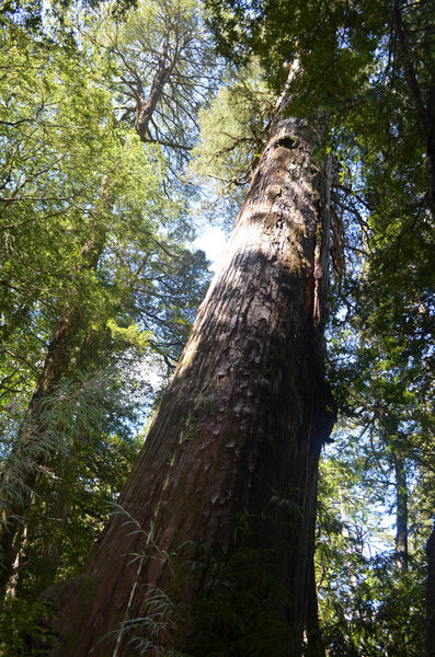 Plants and flowers of the Valdivian temperate rainforests in southern Chile (Chilean Patagonia). The Valdivian temperate forest is an ecoregion on the west coast of southern South America, and thus west to the Andes range, located mostly in Chile.
