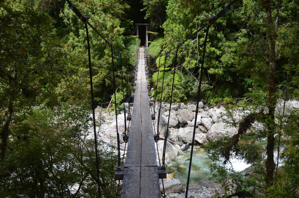 Plants and flowers of the Valdivian temperate rainforests in southern Chile (Chilean Patagonia). The Valdivian temperate forest is an ecoregion on the west coast of southern South America, and thus west to the Andes range, located mostly in Chile.