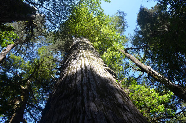 Plants and flowers of the Valdivian temperate rainforests in southern Chile (Chilean Patagonia). The Valdivian temperate forest is an ecoregion on the west coast of southern South America, and thus west to the Andes range, located mostly in Chile.