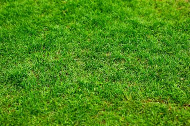 yeşil çim Üstten Görünüm