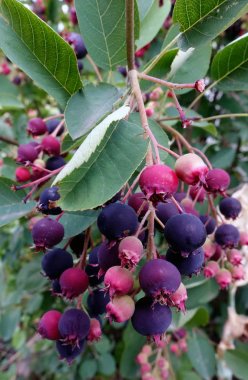 Olgun amelanchier çilek Bush. Amelanhier - aile pembe (Gülgiller), yaprak döken bir çalı bitki cinsi. Berry fırça yaprakları, closeup bir arka plan üzerinde.                               