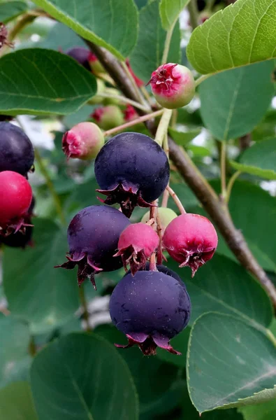 Olgun amelanchier çilek Bush. Amelanhier - aile pembe (Gülgiller), yaprak döken bir çalı bitki cinsi. Berry fırça yaprakları, closeup bir arka plan üzerinde.                               