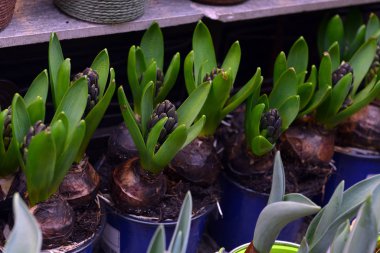 Viyana, Avusturya - 10 Ocak 2020: Çiçekçi, sokakta bir vitrin, saksılarda, kovalarda ve saksılarda kapalı çiçekler.