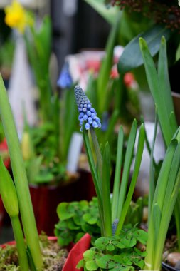 Viyana, Avusturya - 10 Ocak 2020: Çiçekçi, sokakta bir vitrin, saksılarda, kovalarda ve saksılarda kapalı çiçekler.