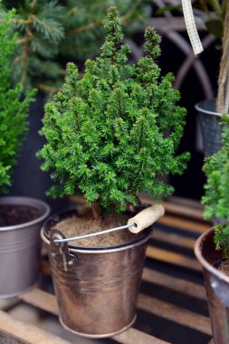 Viyana, Avusturya - 10 Ocak 2020: Çiçekçi, sokakta bir vitrin, saksılarda, kovalarda ve saksılarda kapalı çiçekler.