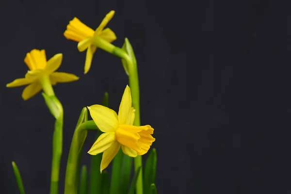 Daffodil flowers isolated on black background.