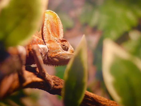 Chameleon Tree — Stock Photo, Image