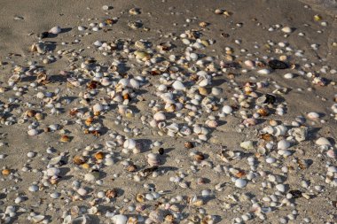 Dubai 'ye yolculuk, Birleşik Arap Emirlikleri, Basra Körfezi kıyısı boyunca yürümek