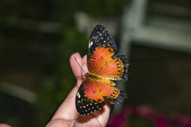 Dubai 'ye git, Birleşik Arap Emirlikleri, kelebek parkına yürü.