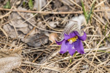 Bahar ormanında yürüyorum