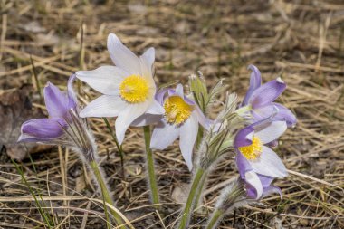 Bahar ormanında yürüyorum