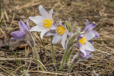 Bahar ormanında yürüyorum