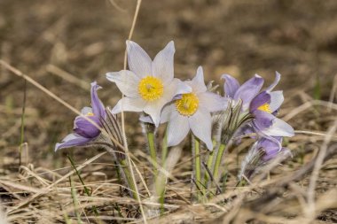 Bahar ormanında yürüyorum