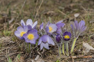 Bahar ormanında yürüyorum