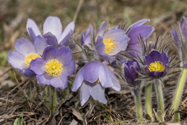 Bahar ormanında yürüyorum
