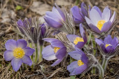 Bahar ormanında yürüyorum