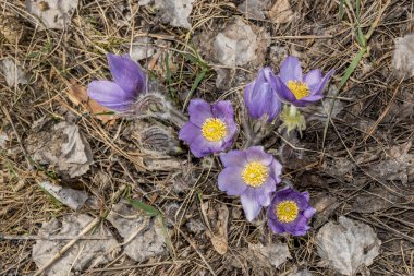Bahar ormanında yürüyorum