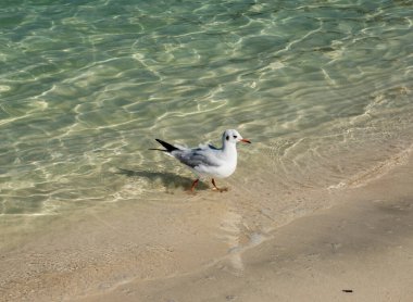 Basra Körfezi kıyısında yürüyorum.