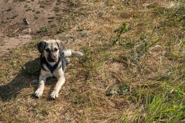 Yavru bir köpekle yürüyorum
