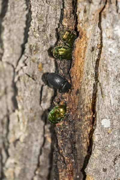 Trip Countryside Observation Bronze Beetles — Stock Photo, Image