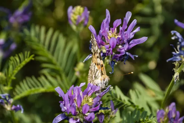 Viaje Campo Viendo Mariposas — Foto de Stock