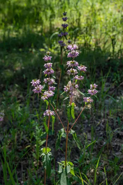 田舎への旅草原の花を見ながら — ストック写真