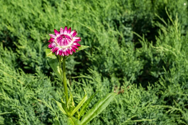 Observations Flowers Meadow — Stock Photo, Image