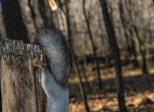 Plimbare Pădure Întâlnire Veveriță — Fotografie, imagine de stoc