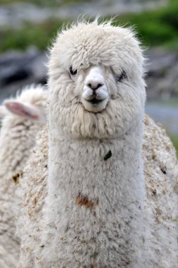 Beyaz Lama 'nın başı yakın plan. 